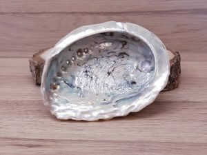 Coquille d'ormeau