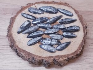 Orthoceras fossile